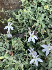 Lobelia pubescens
