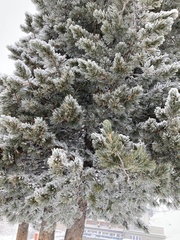 Pinus cembra