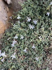 Lobelia pubescens