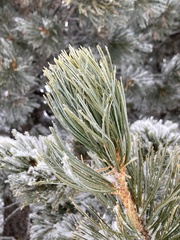 Pinus cembra