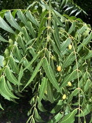 Azadirachta indica