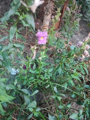 Plantaginaceae