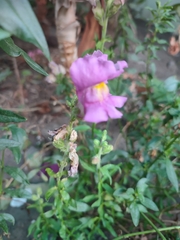 Plantaginaceae