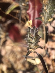Tetramerium nervosum