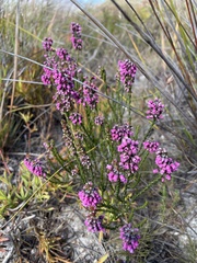 Erica pulchella