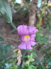 Plantaginaceae