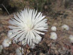 Lampranthus scaber
