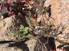 Tetramerium nervosum
