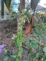 Plantaginaceae