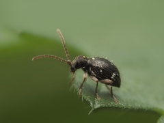 Ptinus