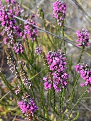 Erica pulchella