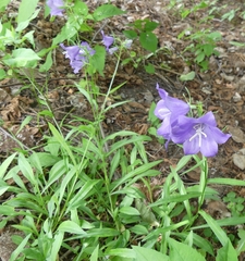 Campanula persicifolia