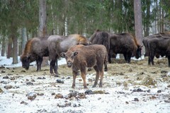 Bison bonasus