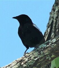 Myrmecocichla arnotti