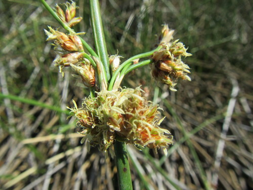 Image of Schoenoplectiella corymbosa by (c) douglaseustonbrown, some rights reserved (CC BY-SA)