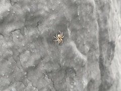 Menemerus bivittatus