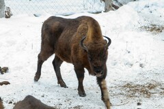 Bison bonasus