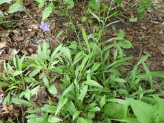 Campanula persicifolia