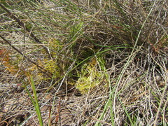 Chamarea capensis