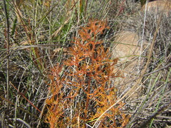 Chamarea capensis
