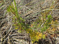 Chamarea capensis