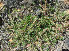 Alternanthera sessilis