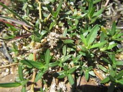 Alternanthera sessilis