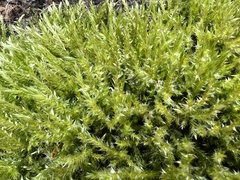 Calliergonella cuspidata