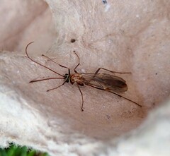 Ophion obscuratus