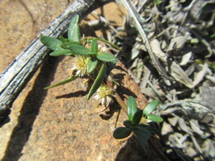Alternanthera sessilis
