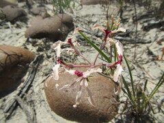 Pelargonium longifolium