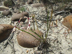 Pelargonium longifolium