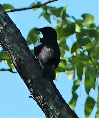 Myrmecocichla arnotti