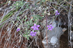 Campanula pallida