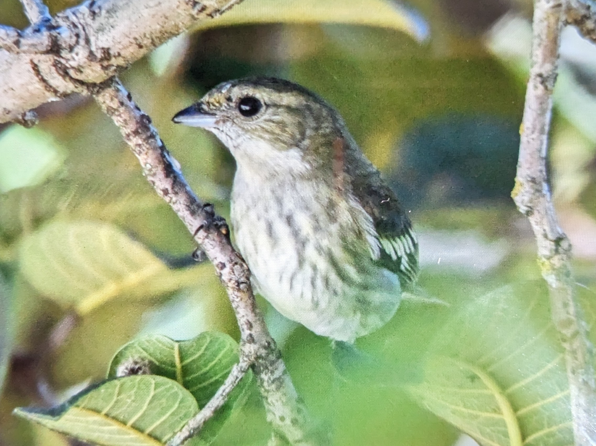 Hispaniolan Spindalis (Spindalis dominicensis), photo 8