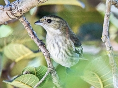 Spindalis dominicensis