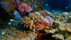 Scorpaenopsis oxycephalus