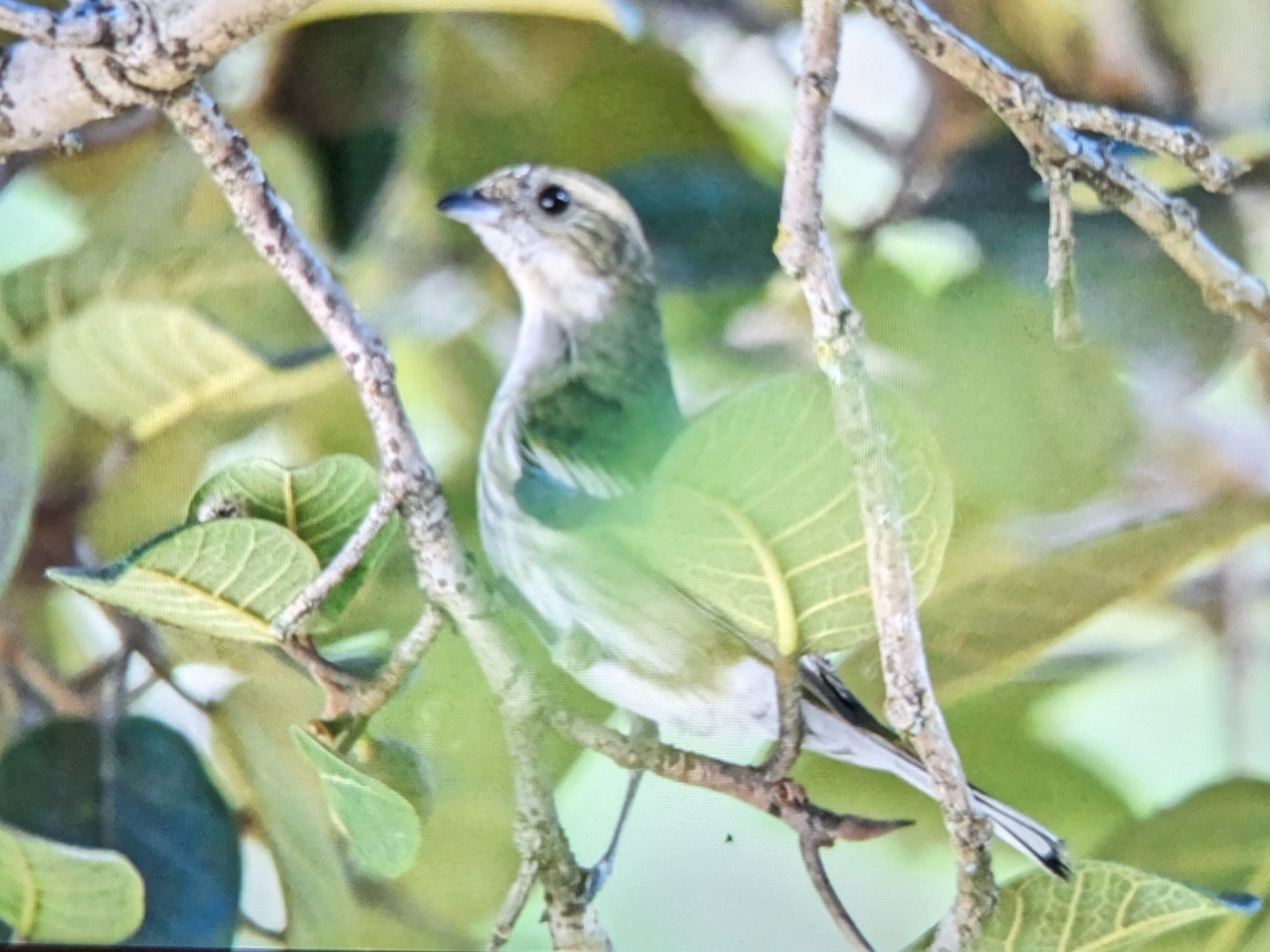 Hispaniolan Spindalis (Spindalis dominicensis), photo 9