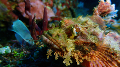 Scorpaenopsis oxycephalus