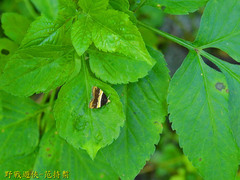 Choreutis basalis