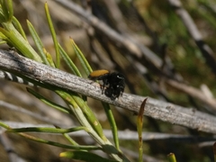 Phidippus ardens