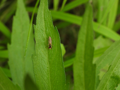 Ischiodon scutellaris