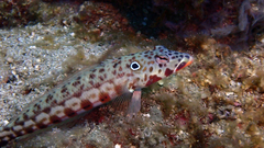 Parapercis clathrata