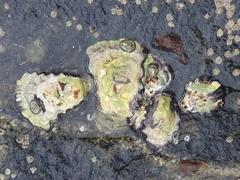 Saccostrea