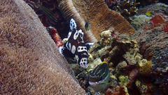 Plectorhinchus chaetodonoides