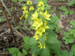 Lysimachia punctata