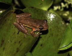 Dendropsophus carnifex