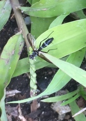 Cordyligaster