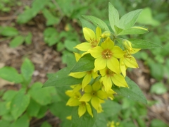 Lysimachia punctata