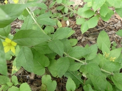 Lysimachia punctata